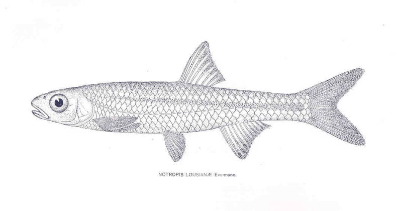 Notropis atherinoides Rafinesque, 1818